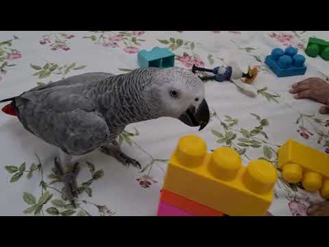 Zaky clean up the mess ☺️| African Grey Zaky | Congo talking Parrot
