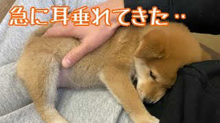 柴犬 子犬の耳がワクチン打った日から急に垂れてきて完全に垂れる Shiba Inu Japanese Dog Youtube