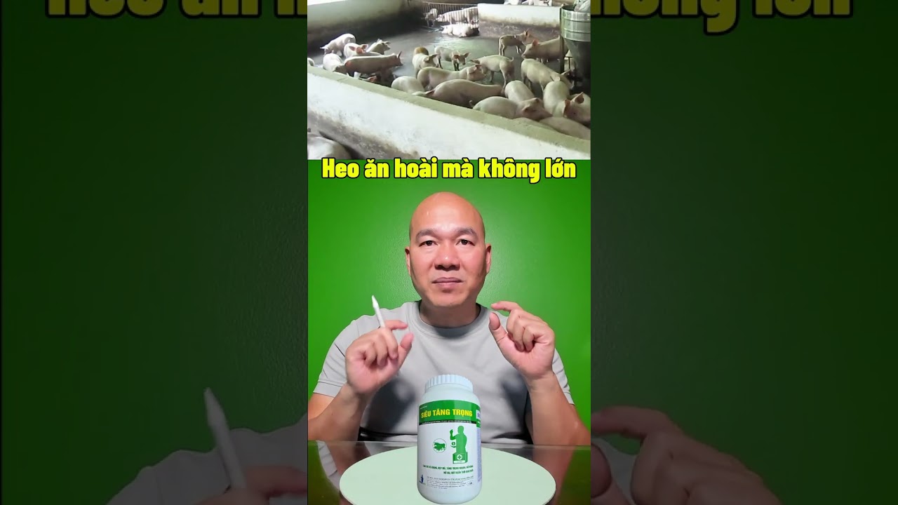 Heo ăn hoài mà không lớn, nguyên nhân