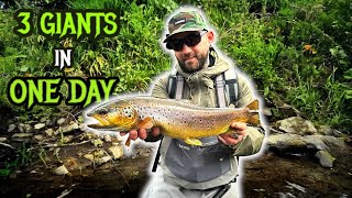 I Caught 3 “GiANTS” From My Garden!!! Dry Fly Fishing For Wild Brown Trout