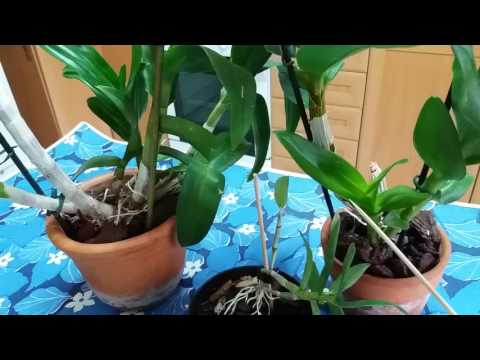 Βίντεο: Ορχιδέα Dendrobium Phalaenopsis (23 φωτογραφίες): περιγραφή λουλουδιών, φροντίδα στο σπίτι, μέθοδοι αναπαραγωγής
