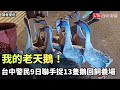 我的老天鵝！13隻鵝包圍路面 台中警民9日聯手捉回飼養場（讀者提供）