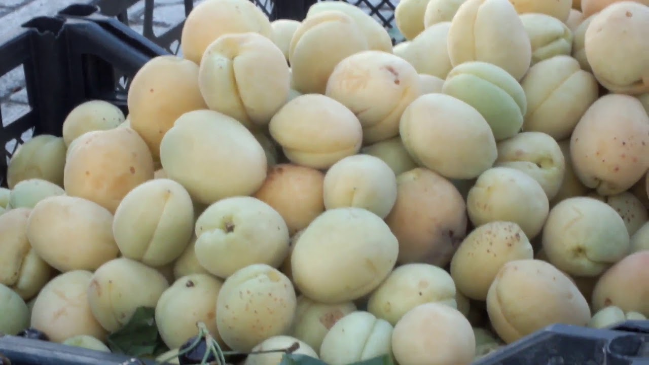 Kağızman Hacı Sait  İpek