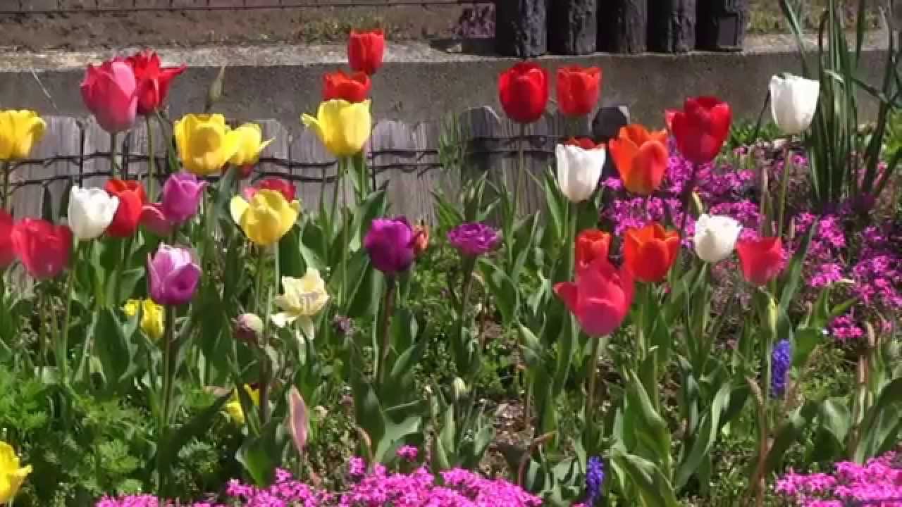 ガーデニング チューリップの咲く庭 Youtube