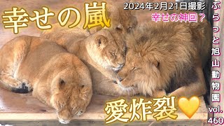 《旭山動物園ライオン》神回？今日のオリトファミリー。幸せのオンパレードに癒されマックス。幸せ過ぎるvol460/A storm of happiness for the lion family