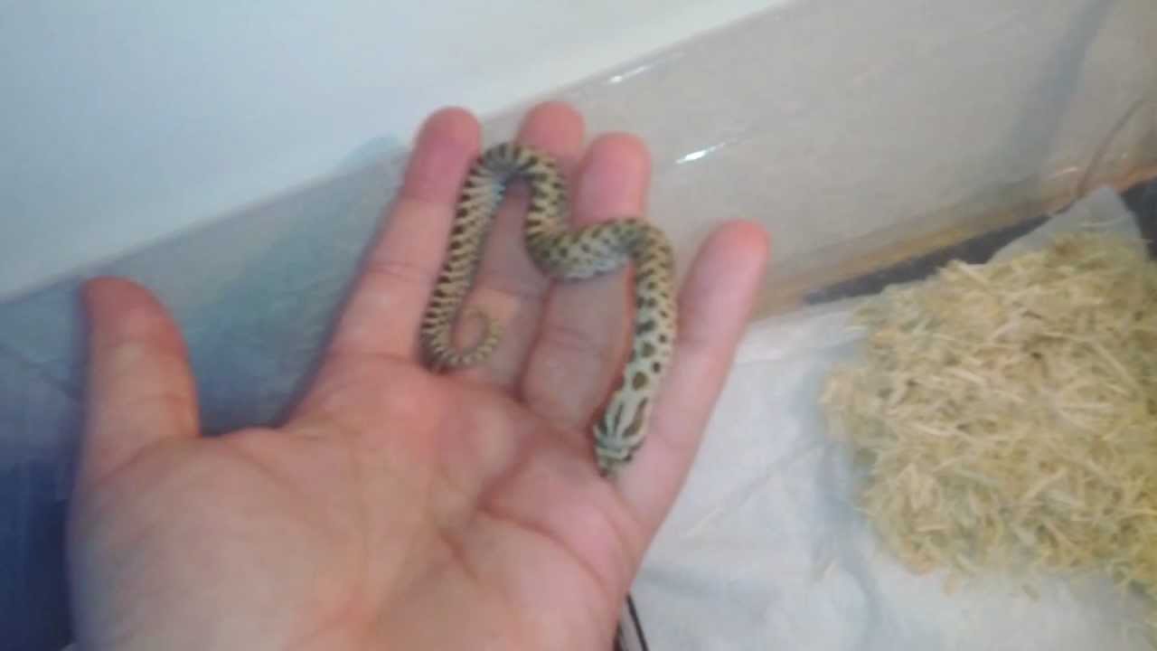 camera iphone 8 plus apk New Western Hognose!