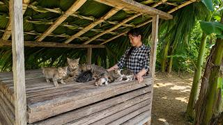 Girl Successfully Rescues a Litter of Adorable Newborn Kittens and Builds Them a New Safe Shelter