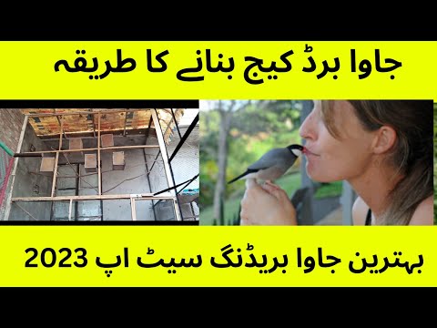 Java bird setup | Java Breeding 2023 | Exotic java | Silver Java Nesting | Which Java is Best