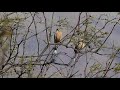 HB - Poospiza ornata - Cinnamon Warbling-finch