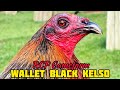 Wallet black kelso  rcp gamefarm  hawaii usa