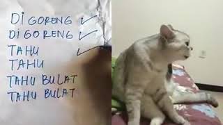 Viralll!!!! Kucing bisa berbicara tahu bulat