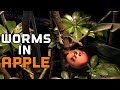 Apple Full Of Worms Vs. Tree Of Hungry Lizards