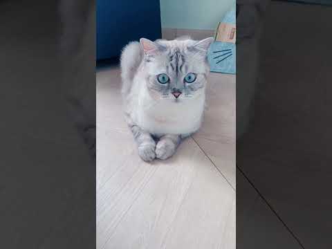 Почему кошке нельзя давать валерьянку.
