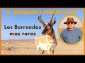 BERRENDOS DE BAJA CALIFORNIA, LOS MAS RAROS (Antilocapra americana peninsularis)