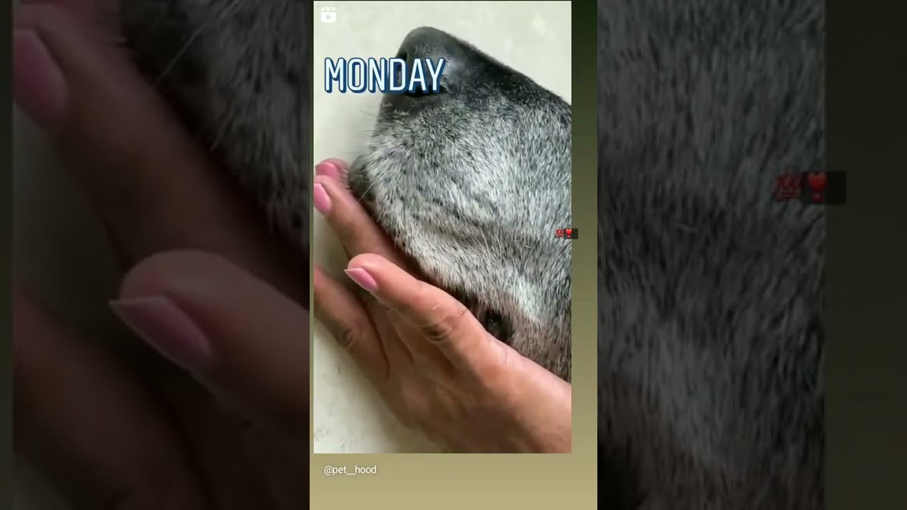 Pet HOOD  ।। COCO Grooming  ।।  Grooming  ।।  animal lover  ।।  #animals #groomer #petlover #pets