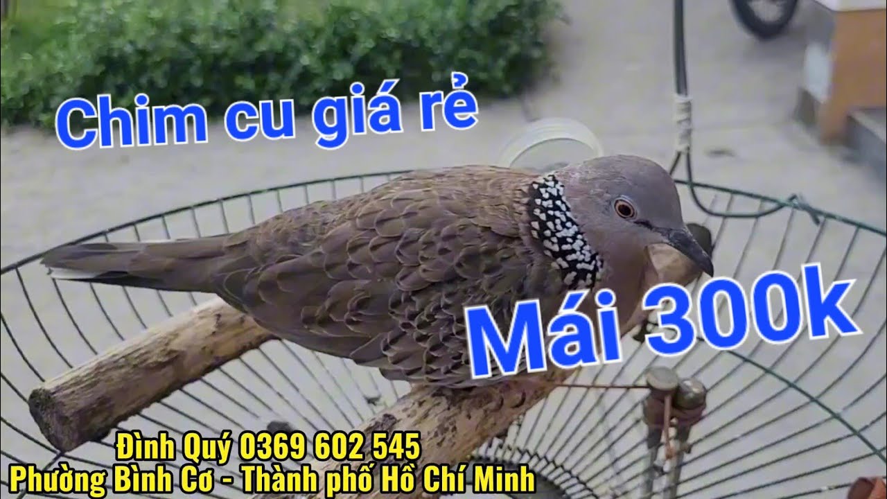 Clip 2041. (1/3) Mời a e bảo tồn chim cu gáy giá rẻ #chimcugay #birds #xuhướng 