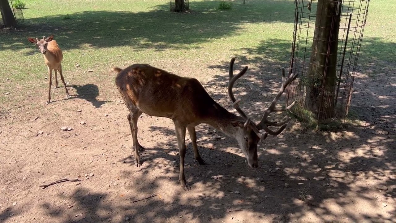 DAINI E RENNE A MILANO NEL PARCO. La Trotta Family da mangiare agli animal￼i