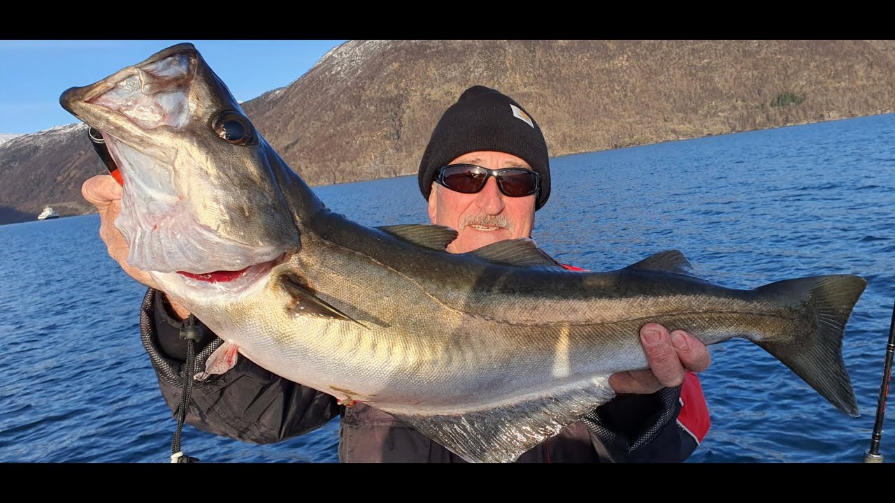 Angeln auf Pollack in Südnorwegen. Tipps & Tricks für's Pollackangeln