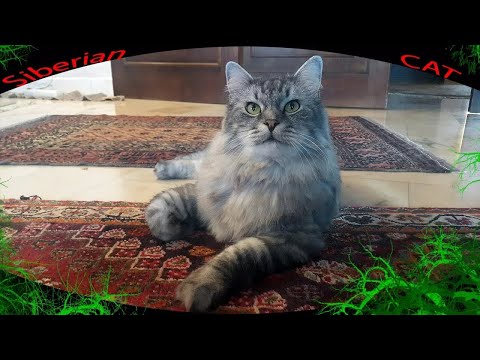 funny-siberian-cat-meowing-softly-to-get-the-"chocolate"-stick