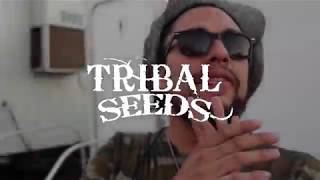Tribal Seeds - Nice Dreams Summer Tour (2017)