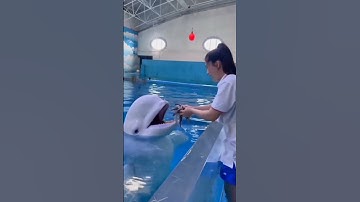 Thumbnail of Smart dolphin 😍 | Double tap if you love this video 🤗# short part 9