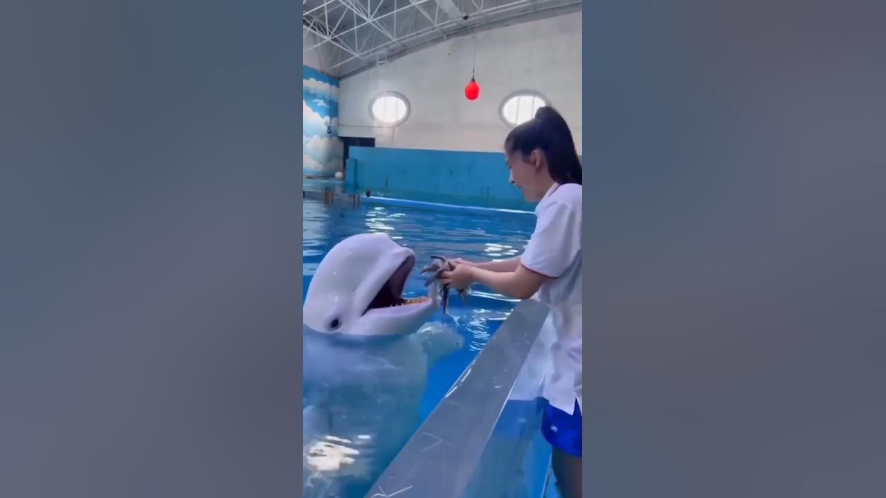 Smart dolphin π | Double tap if you love this video π€# short part 9 Smart dolphin π | Double tap if you love this video π€# short part 9