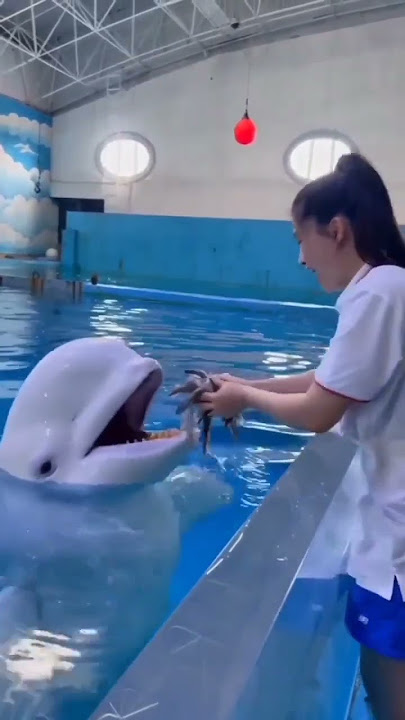 Smart dolphin 😍 | Double tap if you love this video 🤗# short part 9