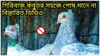গরবজ কবতর সহজ পষ মন ন বসতরত ভডও Pigeon Video Giribaz Kobutor Kobutor Tips