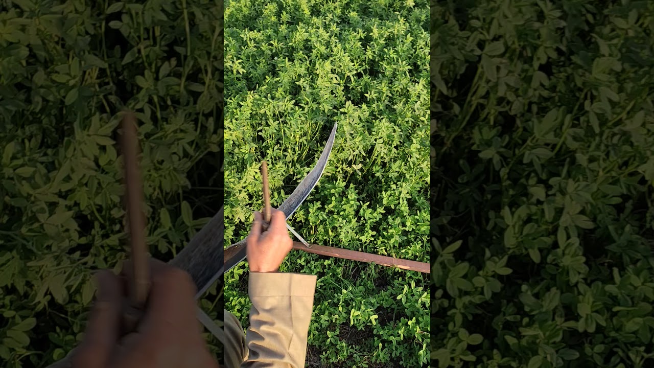 سيف حش البرسيم  للبيع للتواصل معنا علي الرقم 01142065754