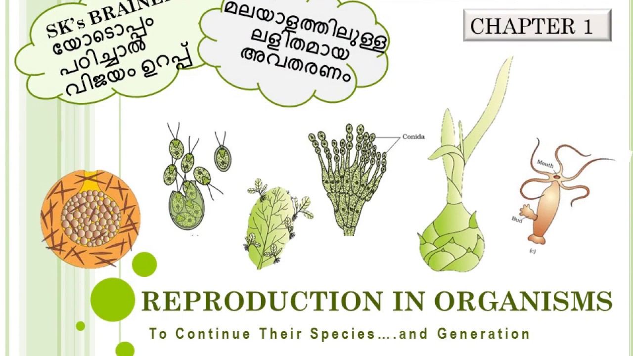 REPRODUCTION IN ORGANISM PART 1/PLUS TWO BOTANY BIOLOGY SK's