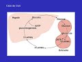 Seminario 20. Parte 3.  Metabolismo en el ayuno