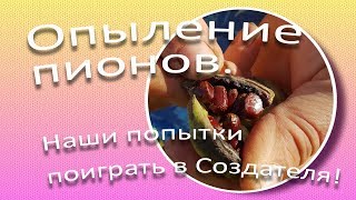 Опыление пионов. Наши попытки поиграть в Создателя! / Сад Ворошиловой Опыление пионов. Наши попытки поиграть в Создателя! / Сад Ворошиловой