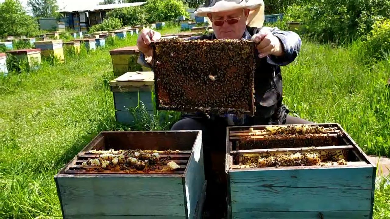 Делаю отводки без слёта лётной пчелы