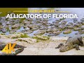 Alligators et autres animaux sauvages du parc national des everglades  film de relaxation 4k