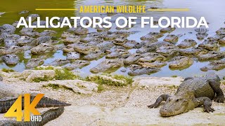 Alligators And Other Wild Animals Of Everglades National Park - 4K Relaxation Film