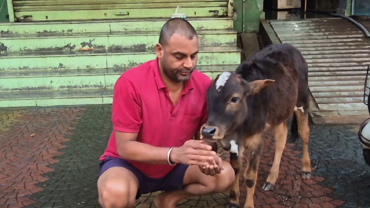 Bachho ko sanskar || #cow #gau seva param dharam #pathmedagaudham #tulsitapovangaushala #nandi 