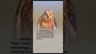 Download Lagu #beebarokah #storytime #fromkatabijak #quotes MP3