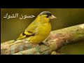 نصف ساعه من تغريد طائر حسون الشوك الطرنجان النعاري خالي من الأخطاء 