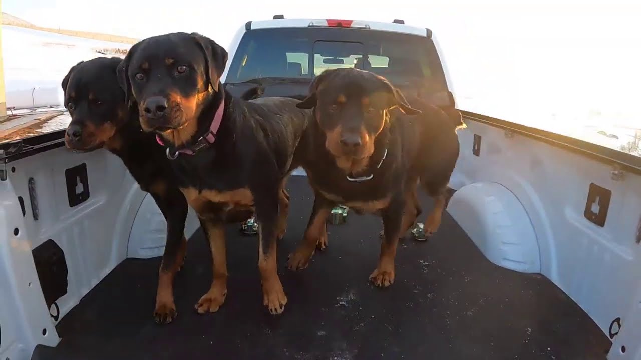 Rescue Rottweilers First Raw Meal EVER!
