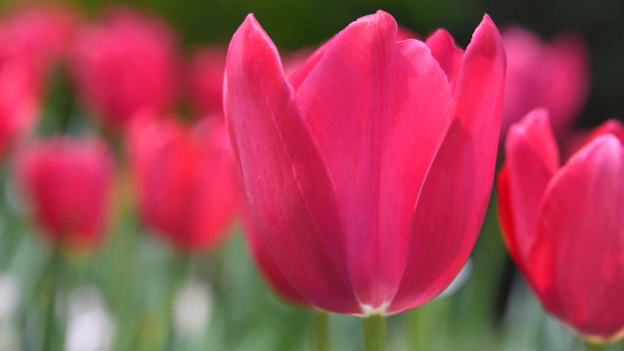 Tulips YouTube