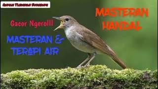 Sikatan Londo Gacor  Full 3 Jam. Untuk MASTERAN Trotol Burung Murai Tledekan Srdc Dll