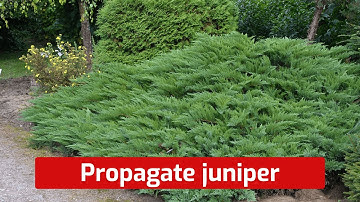 Cossack juniper (Juniperus sabina) is propagated by dividing the bush