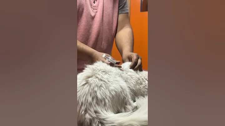 Watch the video about Cat injection video🥲| Cat treatment #cat #injection #youtubeshorts #shorts