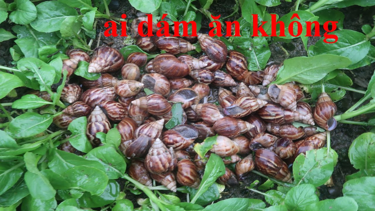 Cuộc Hành Trình Đi Bắt Ốc Sên Một Mùa Bội Thu Của Lợi Ròm/ Cuộc Sống Đân Dã | Tóm tắt các nội dung nói về cuoc hanh trinh cua oc sen chuẩn nhất