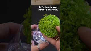 How To Grow A Bonsai Underwater