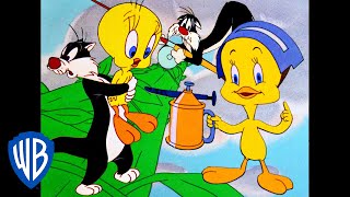 "i did! i did taw a puddy tat!" here's the best of tweety bird and
sylvester! wb kids is home all your favorite clips featuring
characters from the...