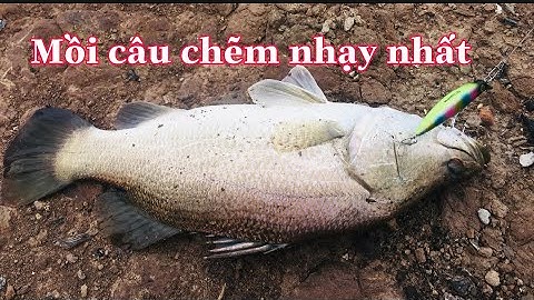 Câu Cá Chẽm.Lure Cá Chẽm. Mồi Giả Câu Cá Chẽm Nhạy Nhất.Mồi Câu Cá Chẽm  Megabarra.Câu Cá Vượt.