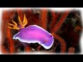 МИНУТКА КРАСОТЫ Потрясающе красивые морские моллюски