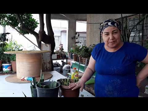 Video: Ixia Bitki Bilgisi - Afrika Mısır Zambak Bitkileri Yetiştirmek İçin İpuçları