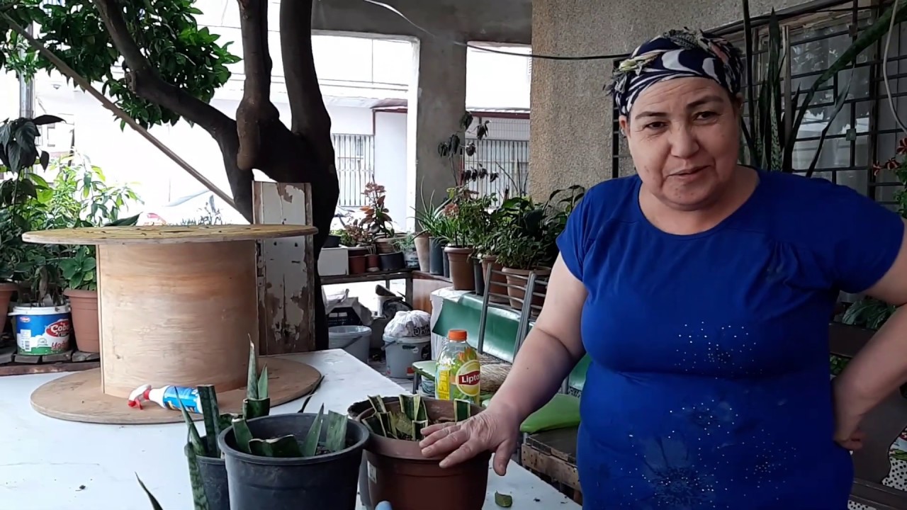 KILIÇ ÇİÇEĞİ (PEYGAMBER KILICI) NASIL ÇOĞALTILIR? 🌿💯🌿 PAŞA KILICI